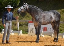 LLORON AL, DE YEGUADA ALBERTO SCHUTTE, CAMPEON DEL CONCURSO. PRESENTA SEBASTIAN BASTIDA